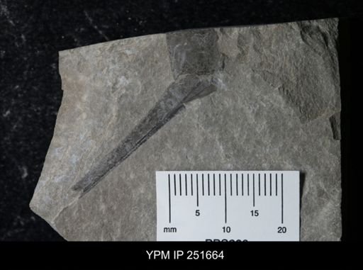 Eurypterus sp.