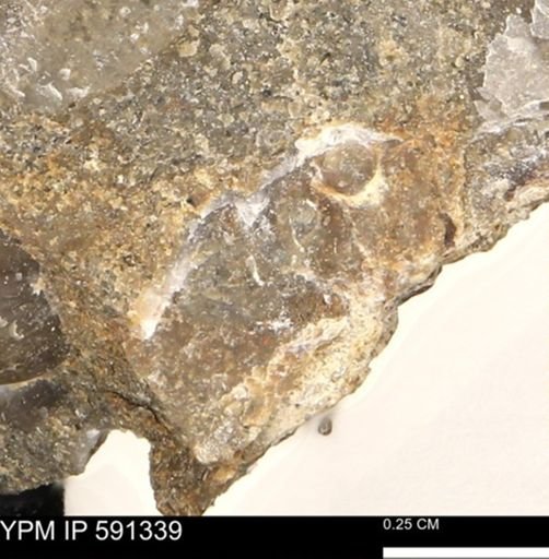 undet. Bivalvia