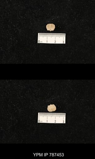 undet. Brachiopoda