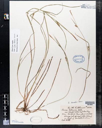 Carex tetanica
