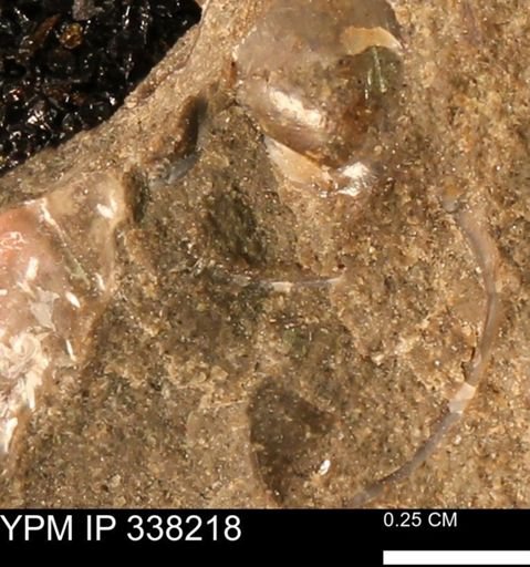 undet. Bivalvia