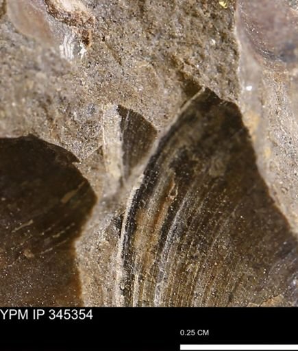 Limopsis striatopunctatus