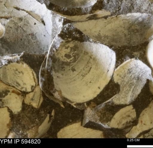Limopsis striatopunctatus