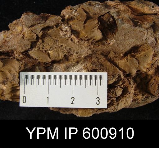 Spirifer sp.