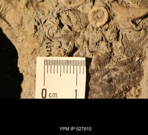 Aganaster gregarius