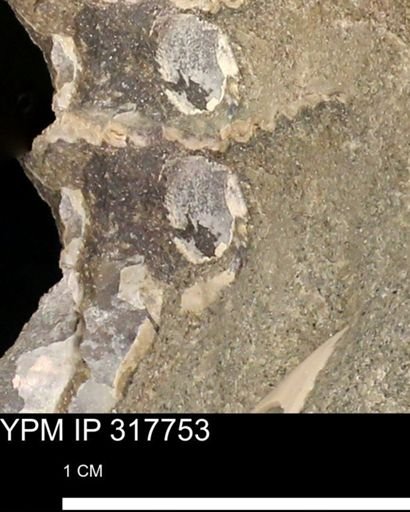 undet. Mollusca
