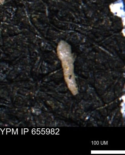 Verneuilinoides kansasensis