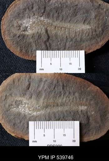 Esconites zelus