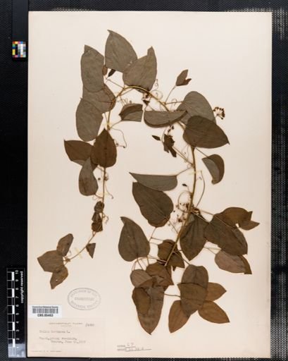 Smilax herbacea