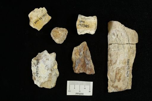 undet. Actinopterygii