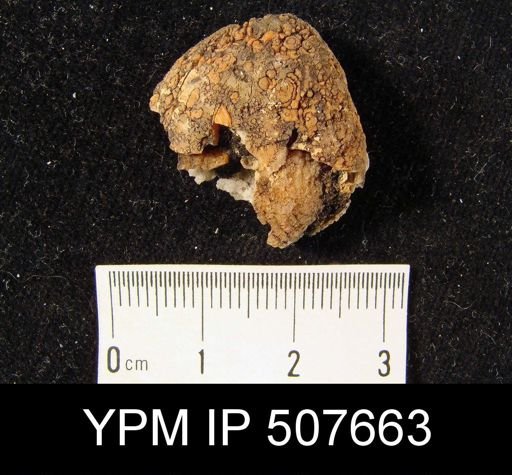 undet. Athyridida