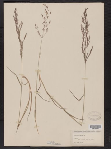 Agrostis alba