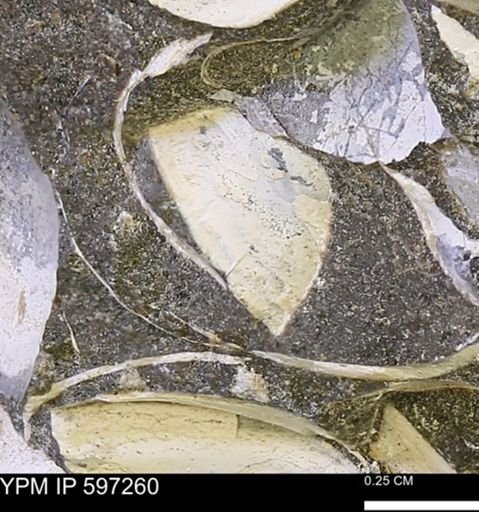 Limopsis striatopunctatus