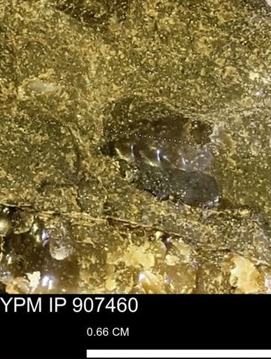 undet. Ammonoidea