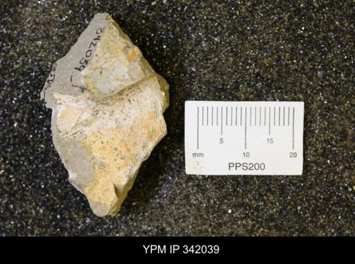 Hoploscaphites sp.