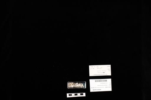 Oedura monilis
