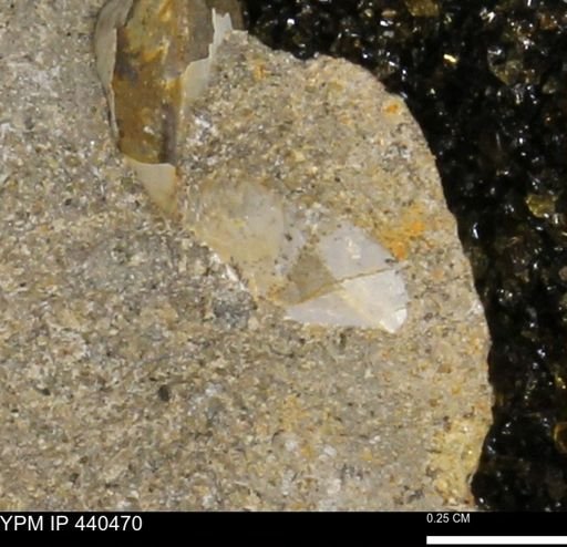 Protocardia subquadrata
