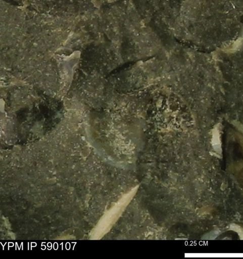 Oxytoma (Hypoxytoma) nebrascana