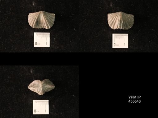 Platystrophia laticosta