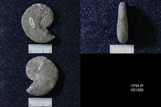 Hoploscaphites nicolletii