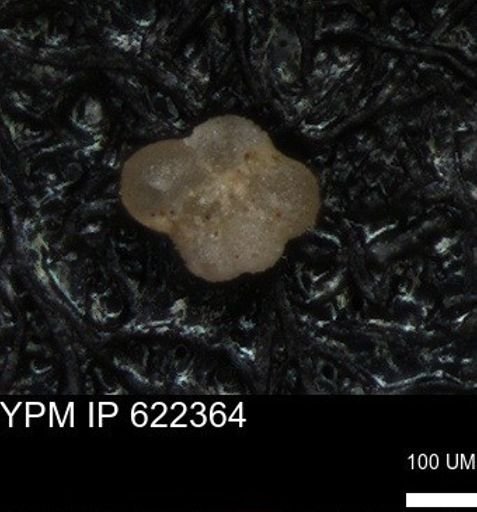 undet. Rugoglobigerinidae
