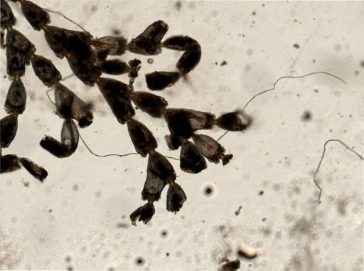 Catenicella elegans