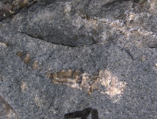 Aplocoma damesii