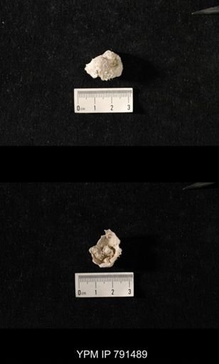 Edriosteges sp.