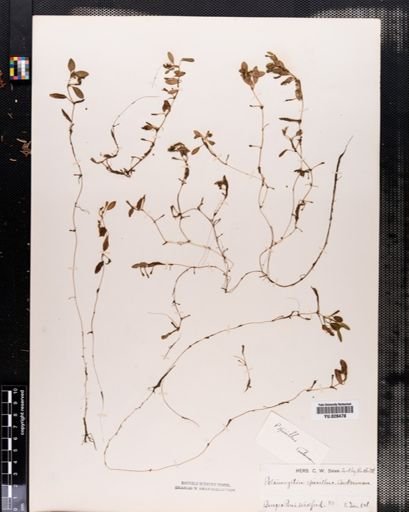 Potamogeton spirillus