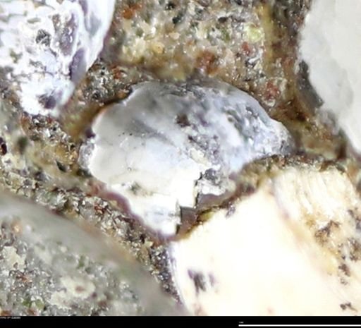 undet. Bivalvia