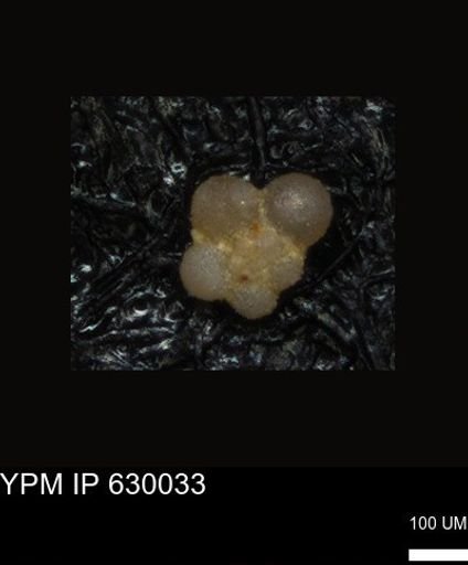 undet. Foraminiferida