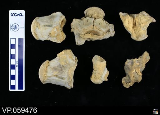 undet. Mosasauridae