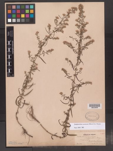 Symphyotrichum racemosum