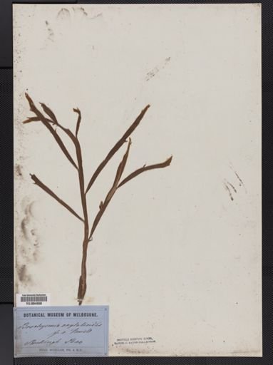 Brachysema