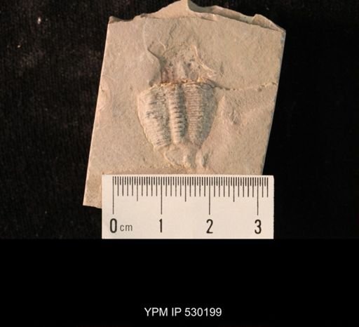 Elrathia kingi