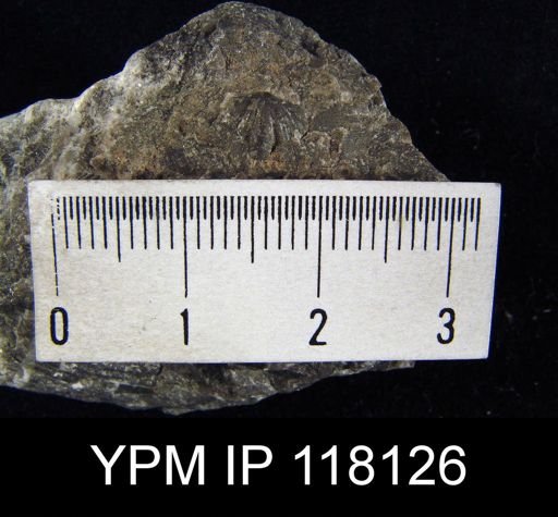 Spirifer subsulcatus