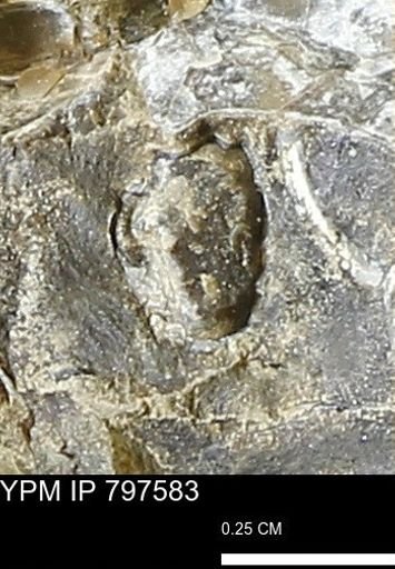 undet. Bivalvia