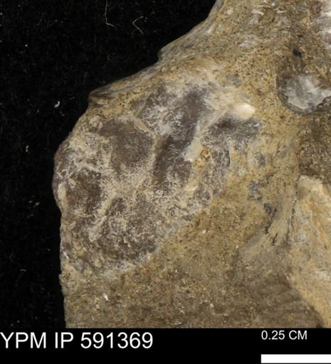 Ostrea translucida