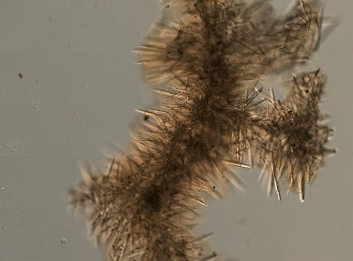Endectyon (Hemectyon) sp.