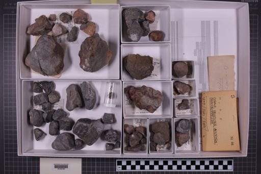 mixed taxa, stratigraphic collection