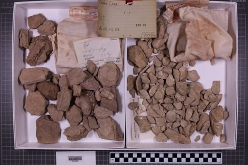 mixed taxa, stratigraphic collection
