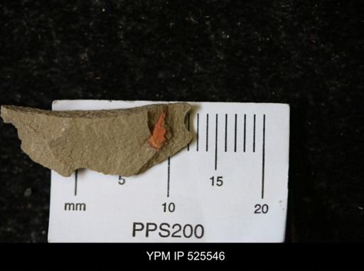 undet. Synziphosurina