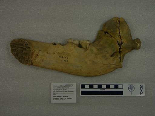 Ursus spelaeus