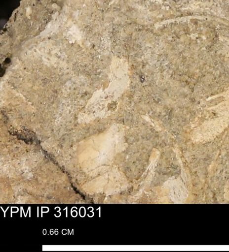 undet. Mollusca