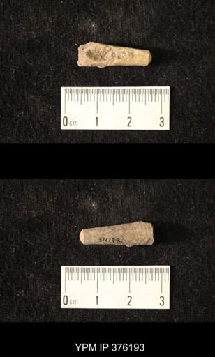 Pseudorthoceras knoxense