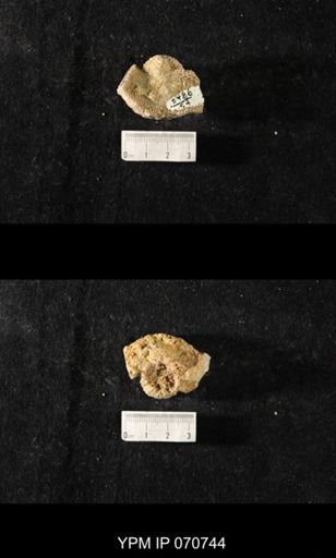 Favosites sp.