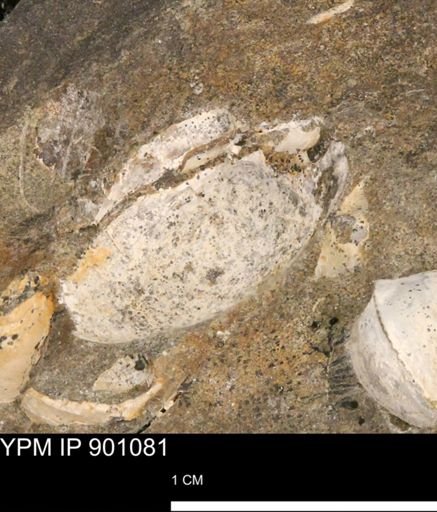 undet. Bivalvia