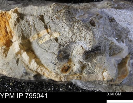 undet. Bivalvia