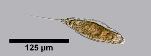 Trichocerca mollis