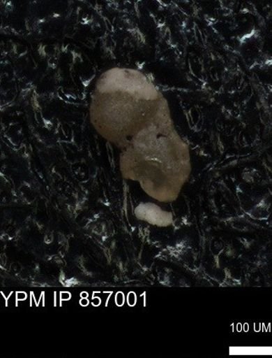 undet. Foraminiferida